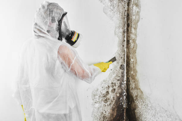 Best Localized Mold Remediation (e.g., coastal areas, humid climates) in Evans, GA