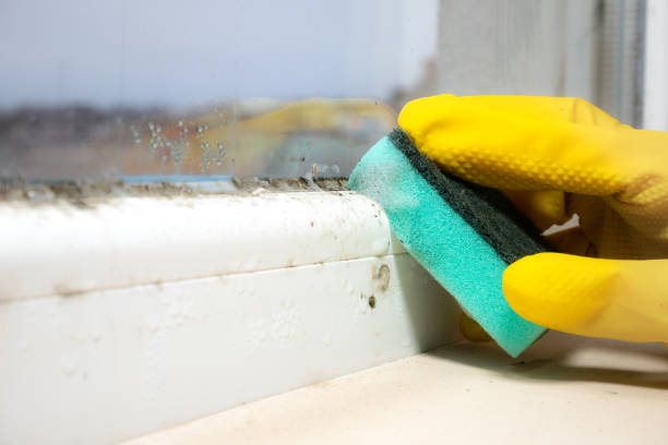 Best Commercial Mold Remediation in Evans, GA