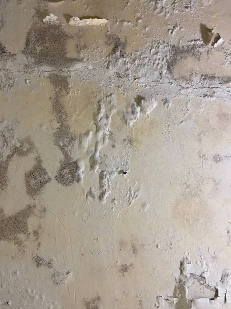 Best Attic Mold Remediation in Evans, GA