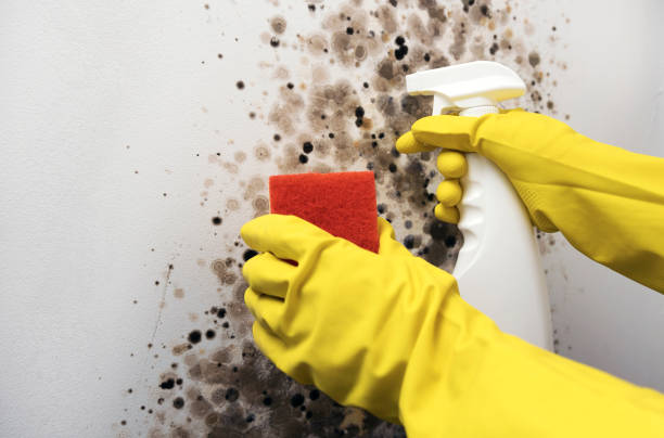 Best White Mold Remediation in Evans, GA