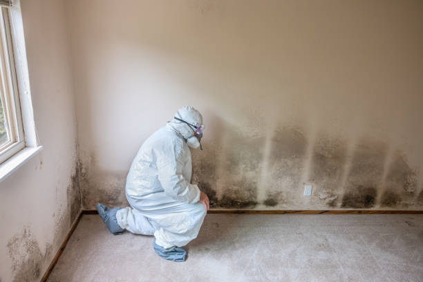 Best Residential Mold Remediation in Evans, GA