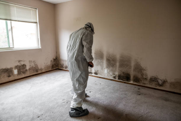 Best Health and Safety Mold Remediation in Evans, GA