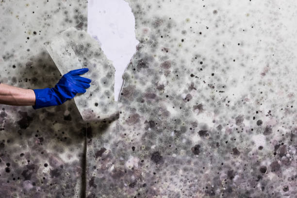 Professional Mold Remediation in Evans, GA