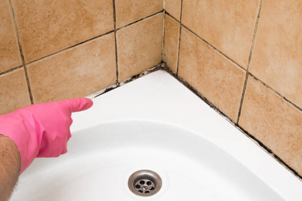 Best Insurance-Related Mold Remediation in Evans, GA