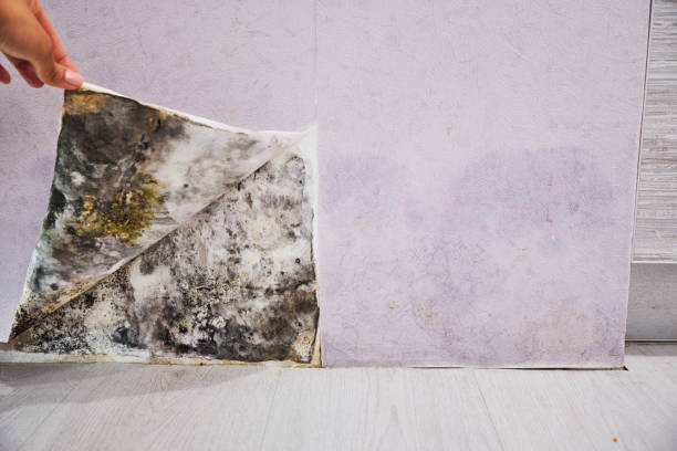  Evans, GA Mold Removal Pros